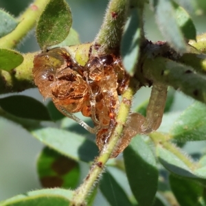 Acacia vestita at Wodonga, VIC - 19 Feb 2023