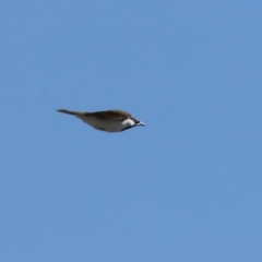 Entomyzon cyanotis (Blue-faced Honeyeater) at Wodonga - 18 Feb 2023 by KylieWaldon