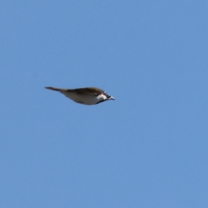Entomyzon cyanotis at Wodonga, VIC - 19 Feb 2023 09:45 AM