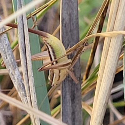 Conocephalus semivittatus (Meadow katydid) at QPRC LGA - 26 Feb 2023 by trevorpreston