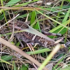 Gastrimargus musicus (Yellow-winged Locust or Grasshopper) at QPRC LGA - 26 Feb 2023 by trevorpreston