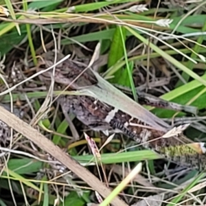 Gastrimargus musicus at Carwoola, NSW - 26 Feb 2023 12:11 PM