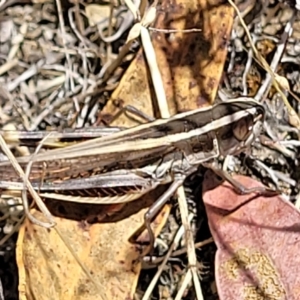 Macrotona australis at Carwoola, NSW - 26 Feb 2023