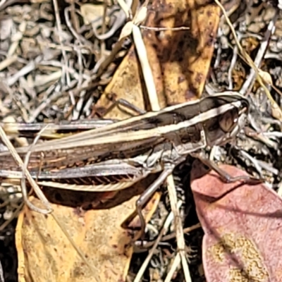 Macrotona australis (Common Macrotona Grasshopper) at QPRC LGA - 26 Feb 2023 by trevorpreston