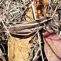 Macrotona australis at Carwoola, NSW - 26 Feb 2023 12:10 PM