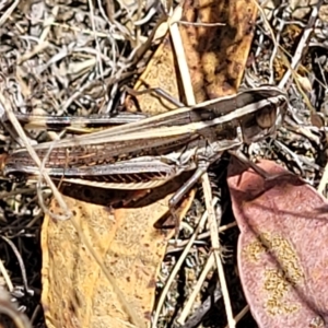 Macrotona australis at Carwoola, NSW - 26 Feb 2023 12:10 PM