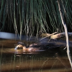 Anas superciliosa (Pacific Black Duck) at Wodonga - 18 Feb 2023 by KylieWaldon