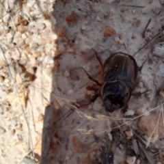 Scarabaeidae (family) (Scarab beetle, curl grub) at Namadgi National Park - 26 Feb 2023 by VanceLawrence