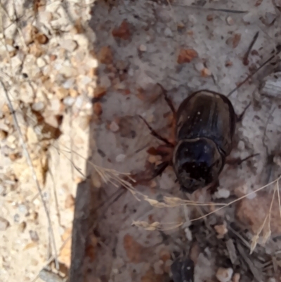 Scarabaeidae (family) (Scarab beetle, curl grub) at Namadgi National Park - 26 Feb 2023 by VanceLawrence