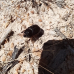Scarabaeidae (family) at Rendezvous Creek, ACT - 26 Feb 2023