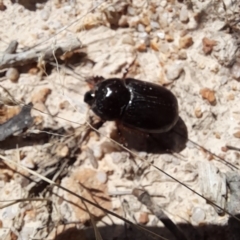 Scarabaeidae (family) at Rendezvous Creek, ACT - 26 Feb 2023