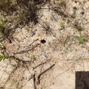 Scarabaeidae (family) at Rendezvous Creek, ACT - 26 Feb 2023