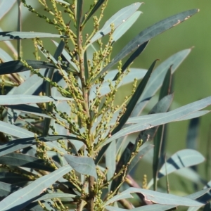 Acacia rubida at Wodonga, VIC - 19 Feb 2023 09:30 AM