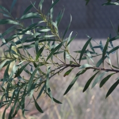 Acacia rubida at Wodonga, VIC - 19 Feb 2023 09:30 AM