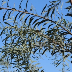 Acacia rubida at Wodonga, VIC - 19 Feb 2023 09:30 AM