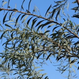 Acacia rubida at Wodonga, VIC - 19 Feb 2023