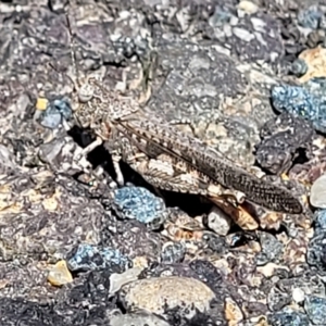 Pycnostictus seriatus at Carwoola, NSW - 26 Feb 2023