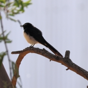 Rhipidura leucophrys at Wodonga, VIC - 19 Feb 2023 09:24 AM