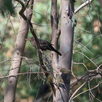 Turdus merula (Eurasian Blackbird) at Wodonga - 18 Feb 2023 by KylieWaldon