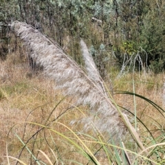 Cortaderia selloana (Pampas Grass) at Carwoola, NSW - 26 Feb 2023 by trevorpreston