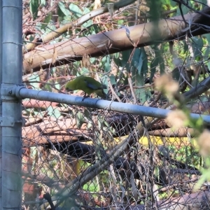 Platycercus elegans flaveolus at Wodonga, VIC - 19 Feb 2023 09:59 AM