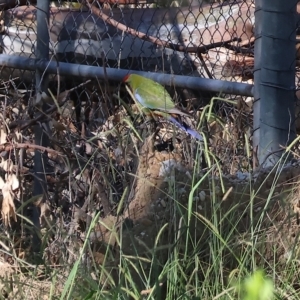 Platycercus elegans flaveolus at Wodonga, VIC - 19 Feb 2023 09:59 AM