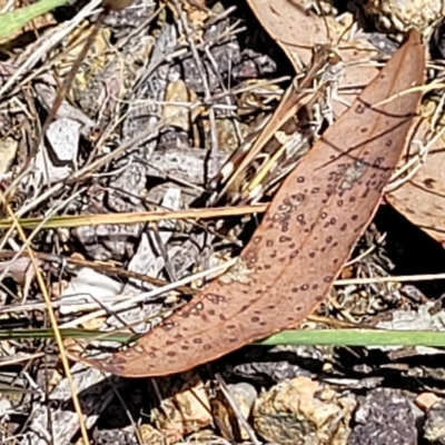 Oedaleus australis (Australian Oedaleus) at Carwoola, NSW - 26 Feb 2023 by trevorpreston