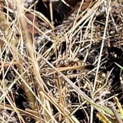 Oedaleus australis at Carwoola, NSW - 26 Feb 2023