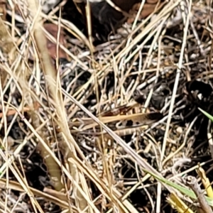 Oedaleus australis at Carwoola, NSW - 26 Feb 2023