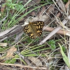 Heteronympha paradelpha (Spotted Brown) at Tidbinbilla Nature Reserve - 26 Feb 2023 by Mavis