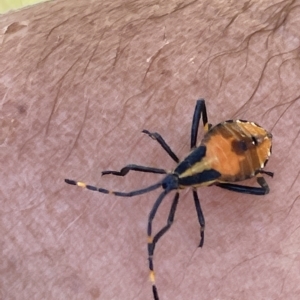 Amorbus sp. (genus) at Paddys River, ACT - 26 Feb 2023