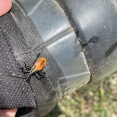 Amorbus sp. (genus) at Paddys River, ACT - 26 Feb 2023