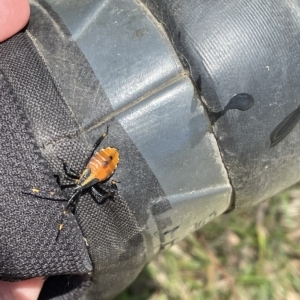 Amorbus sp. (genus) at Paddys River, ACT - 26 Feb 2023