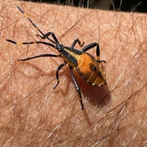 Amorbus sp. (genus) at Paddys River, ACT - 26 Feb 2023