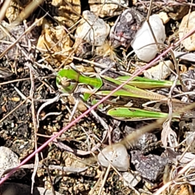 Austroicetes pusilla (Grasshopper, Locust) at QPRC LGA - 26 Feb 2023 by trevorpreston