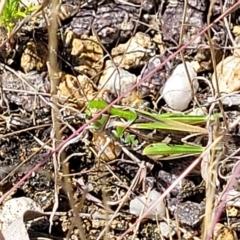 Austroicetes pusilla at Carwoola, NSW - 26 Feb 2023 12:00 PM