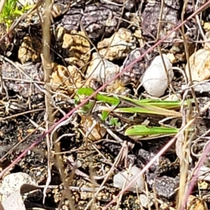 Austroicetes pusilla at Carwoola, NSW - 26 Feb 2023 12:00 PM