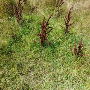 Rumex crispus at Rendezvous Creek, ACT - 26 Feb 2023