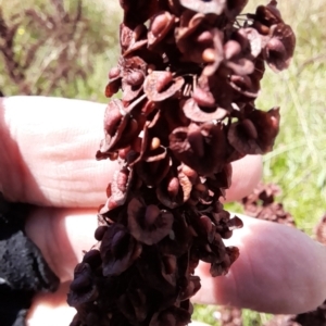 Rumex crispus at Rendezvous Creek, ACT - 26 Feb 2023