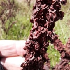 Rumex crispus at Rendezvous Creek, ACT - 26 Feb 2023