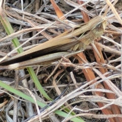 Caledia captiva (grasshopper) at Carwoola, NSW - 26 Feb 2023 by trevorpreston