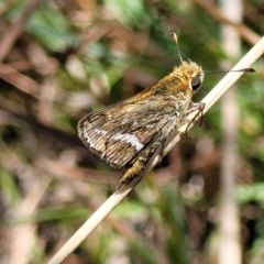 Taractrocera papyria (White-banded Grass-dart) at Carwoola, NSW - 26 Feb 2023 by trevorpreston