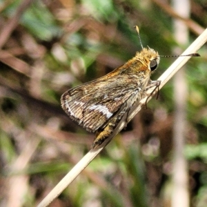 Taractrocera papyria at Carwoola, NSW - 26 Feb 2023