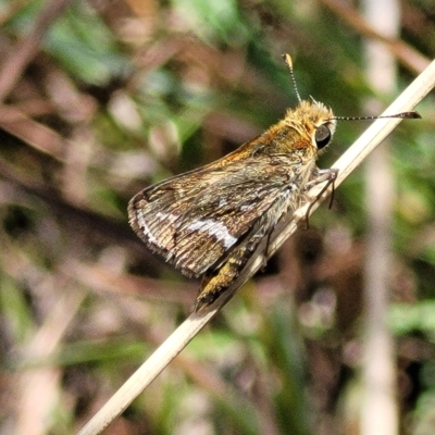 Taractrocera papyria (White-banded Grass-dart) at QPRC LGA - 26 Feb 2023 by trevorpreston