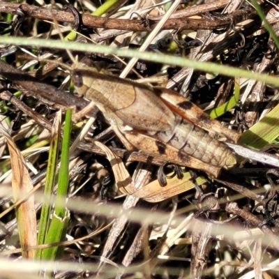 Phaulacridium vittatum (Wingless Grasshopper) at Carwoola, NSW - 26 Feb 2023 by trevorpreston