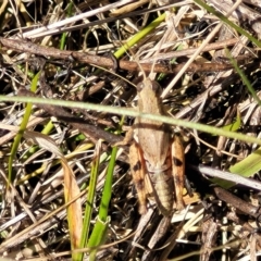 Phaulacridium vittatum at Carwoola, NSW - 26 Feb 2023