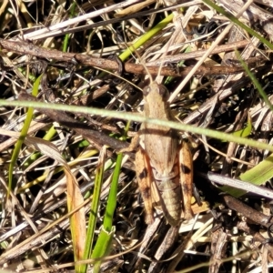 Phaulacridium vittatum at Carwoola, NSW - 26 Feb 2023 11:51 AM