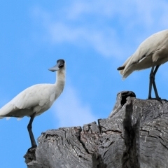 Platalea regia (Royal Spoonbill) at Albury - 25 Feb 2023 by KylieWaldon