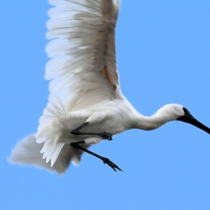 Platalea regia at Splitters Creek, NSW - 26 Feb 2023