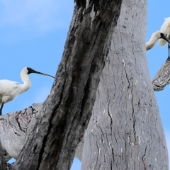 Platalea regia at Splitters Creek, NSW - 26 Feb 2023